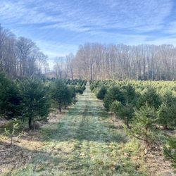 Wiggins Christmas Trees