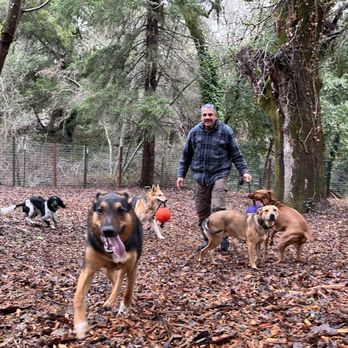 Paws Dog Camp - Dog Walkers Near Me Paws Dog Camp - Dog Walkers Near Me