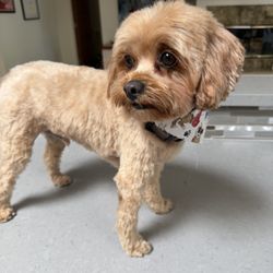 Canine Couture Pet Salon & Boutique  - After Grooming