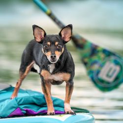 Moments Unleashed - Specializing in taking photos of kayaking and paddle boarding dogs.