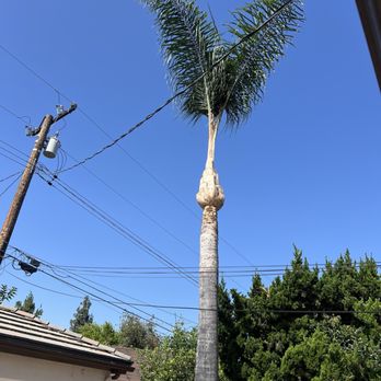 JME Tree Service - After the trimmed - Tree Services Near Me