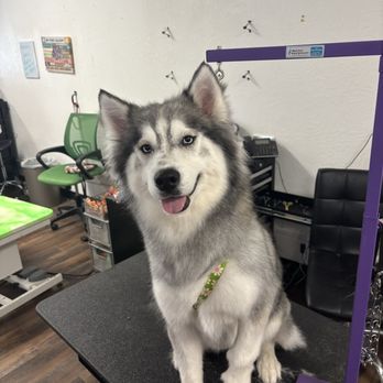Unleashed - Deshed delight - Pet Groomers Near Me - Amarillo, Texas