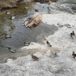 Aliso Creek Bikeway Trail - Creek duck pond