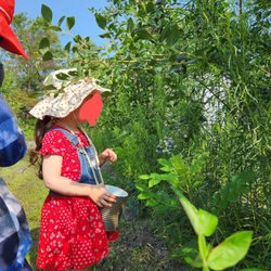 Well's Blueberry Farm - Blueberry picking!