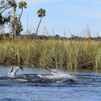 River Ventures - Dolphins hunting for fish - Tours Near Me - Crystal River, Florida River Ventures - Dolphins hunting for fish - Tours Near Me - Crystal River, Florida