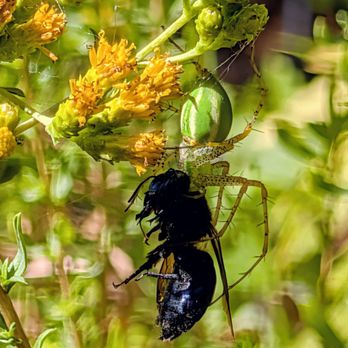 Conejo Valley Botanic Garden - Green Lynx Spider (having lunch) - Botanical Gardens Near Me - Thousand Oaks, California