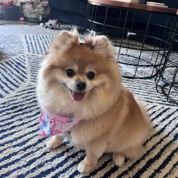 A Pups Dream Dog Grooming - Mia - Pet Groomers Near Me - Long Beach, California