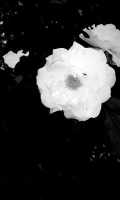 Rose Garden at Victory Park by null