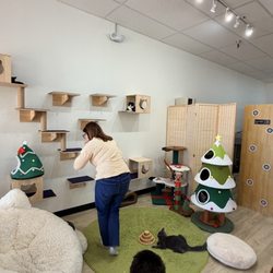 Fluffy Tail Cafe - Cat play area