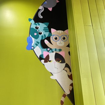 Koko Tea - Cats! - Bubble Tea Near Me - Indianapolis, Indiana