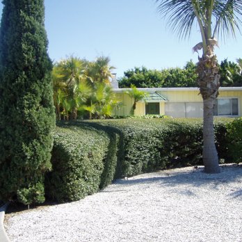 Alligator Tree Service - a palm tree in front of a house - Tree Services Near Me - Sarasota, Florida Alligator Tree Service - a palm tree in front of a house - Tree Services Near Me - Sarasota, Florida
