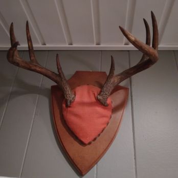 Frontier skull works - Taxidermy Near Me - Newnan, Georgia Frontier skull works - Taxidermy Near Me - Newnan, Georgia
