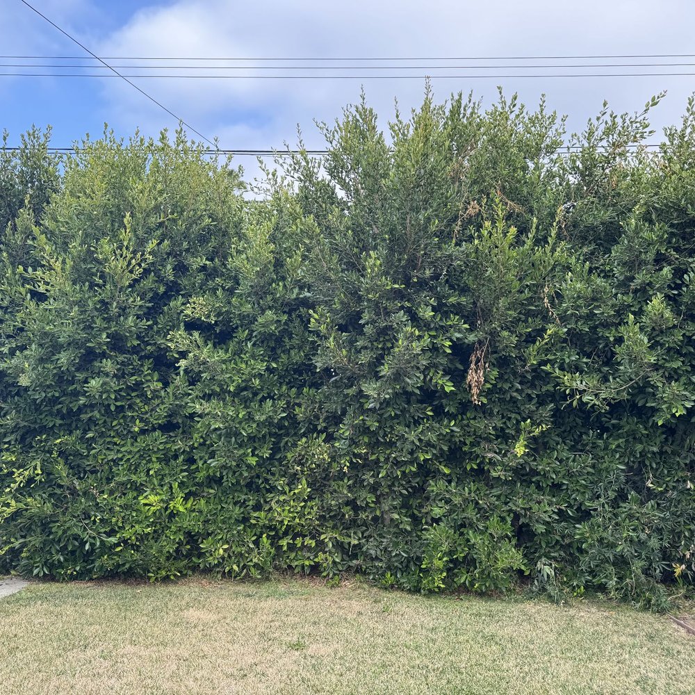 Inexpensive Tree Services - Trees before - Tree Services Near Me - Los Angeles, California Inexpensive Tree Services - Trees before - Tree Services Near Me - Los Angeles, California