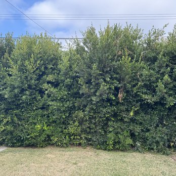 Inexpensive Tree Services - Trees before - Tree Services Near Me - Los Angeles, California