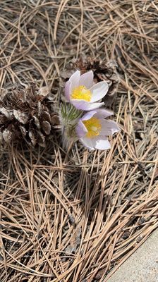 Florissant Fossil Beds National Monument by null