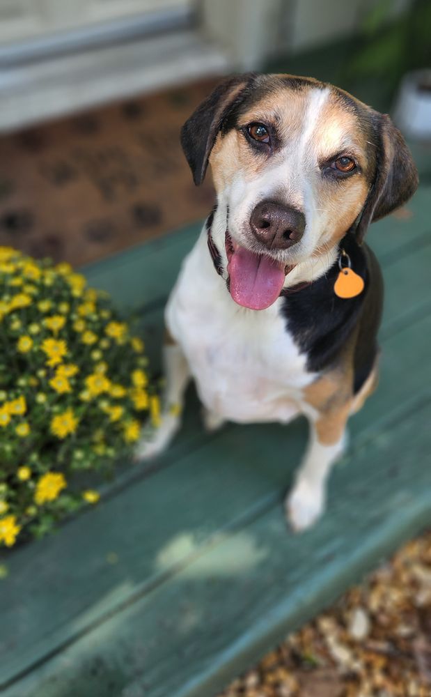 PRECIOUS PAWS ANIMAL RESCUE Updated August 2024 Seneca, Pennsylvania Animal Shelters