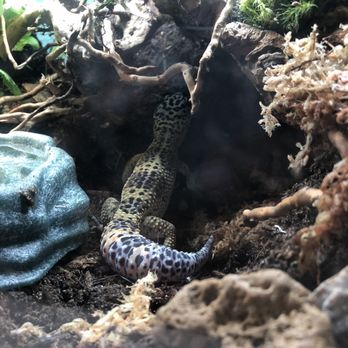 Rainforest Pets - Great tunnels for sleeping - Pet Stores Near Me - League City, Texas Rainforest Pets - Great tunnels for sleeping - Pet Stores Near Me - League City, Texas