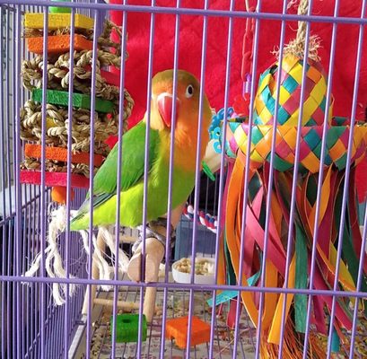 Canoga Discount Birds by null