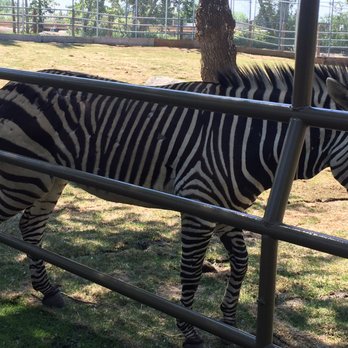 Wilder Institute Calgary Zoo - Zebra - Zoos Near Me - Calgary, Alberta Wilder Institute Calgary Zoo - Zebra - Zoos Near Me - Calgary, Alberta