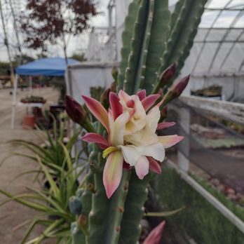 Mezcala Nursery - This cactus flower is as beautiful as an orchid flower. - Nurseries & Gardening Near Me - Long Beach, California Mezcala Nursery - This cactus flower is as beautiful as an orchid flower. - Nurseries & Gardening Near Me - Long Beach, California