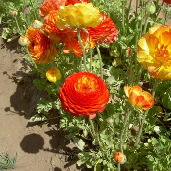 The Flower Fields - Fiery colors - Venues & Event Spaces Near Me - Carlsbad, California The Flower Fields - Fiery colors - Venues & Event Spaces Near Me - Carlsbad, California
