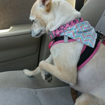 VCA ASEC - Bailey was stung by a wasp :( - Emergency Pet Hospital Near Me - Los Angeles, California