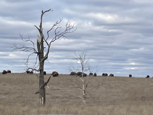 Joseph H. Williams Tallgrass Prairie Preserve by null