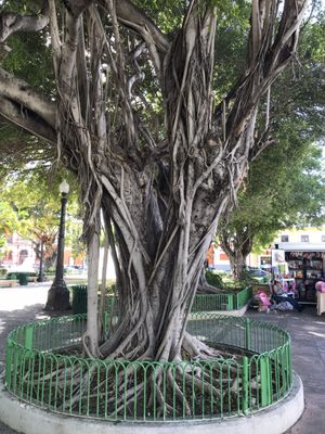 Catedral Nuestra Señora de Guadalupe by null