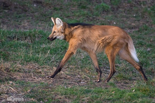 Publix Super Market at Rosewood Shopping Center by null