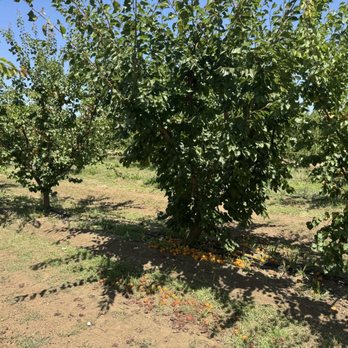 Rancho Zaragoza - Fallen apricots - Farmers Market Near Me - Brentwood, California Rancho Zaragoza - Fallen apricots - Farmers Market Near Me - Brentwood, California