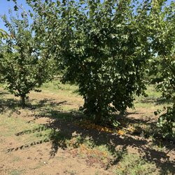 Rancho Zaragoza - Fallen apricots