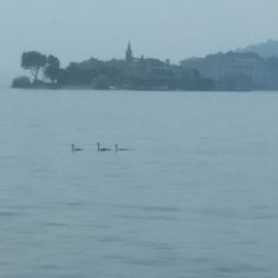 Lago Maggiore - Three swan swimming