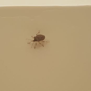 Comfort Inn - Random critter in the bathroom - Hotels Near Me - Laurinburg, North Carolina