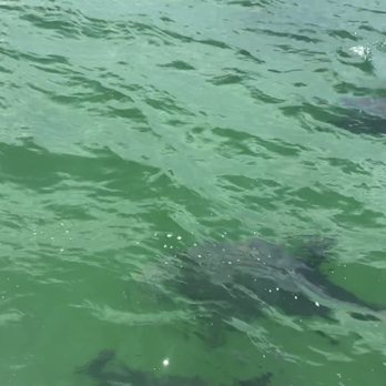 Premier Dolphin Cruise - Boating Near Me - Pensacola Beach, Florida Premier Dolphin Cruise - Boating Near Me - Pensacola Beach, Florida
