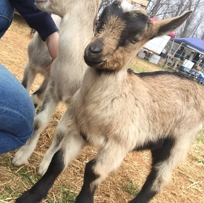 Caromont Farm by null