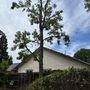 Photo of JM tree service