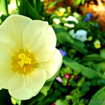WRAL Azalea Gardens - WRAL Azalea Gardens. Photo Cred: Nirie Photography. - Botanical Gardens Near Me - Raleigh, North Carolina