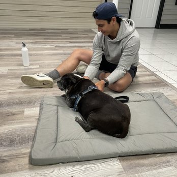 Arya Animal Acupuncture - Holistic Animal Care Near Me - Glenview, Illinois Arya Animal Acupuncture - Holistic Animal Care Near Me - Glenview, Illinois
