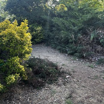 Golden Roots Tree Care - Before - Tree Services Near Me - Sacramento, California Golden Roots Tree Care - Before - Tree Services Near Me - Sacramento, California