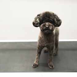 dog grooming north york