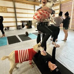 People and Goats doing Yoga!!