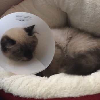 Animal Hospital At Murphy's Corner - Veterinarians Near Me - Everett, Washington