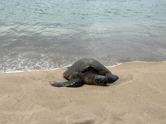 Slaughterhouse Beach by null
