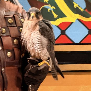 Medieval Times Dinner & Tournament - falcon - American Near Me - Schaumburg, Illinois Medieval Times Dinner & Tournament - falcon - American Near Me - Schaumburg, Illinois