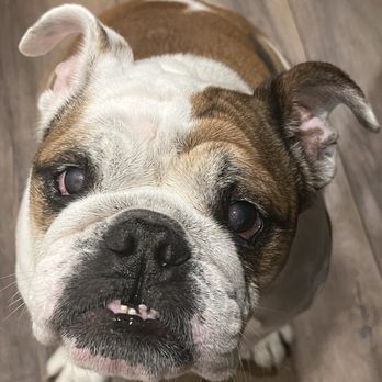 VetVision - Veterinarians Near Me - Fairfax, Virginia VetVision - Veterinarians Near Me - Fairfax, Virginia