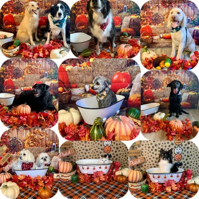 Spokane Paw Prints Grooming