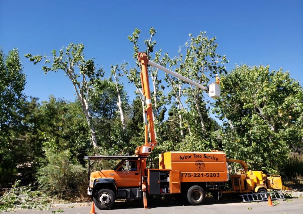 Arbor Tree Service - tree service in Reno, NV