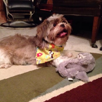Noonday Veterinary Center - My baby is so happy after his experience at Dr. Morris' clinic! Snags got his shots all updated and got the cutest bandana! - Veterinarians Near Me - Tyler, Texas