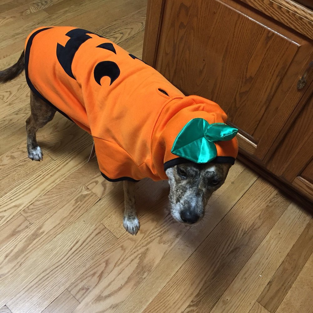 Petco - Pumpkin costume xl - Pet Stores Near Me - Lake Zurich, Illinois Petco - Pumpkin costume xl - Pet Stores Near Me - Lake Zurich, Illinois