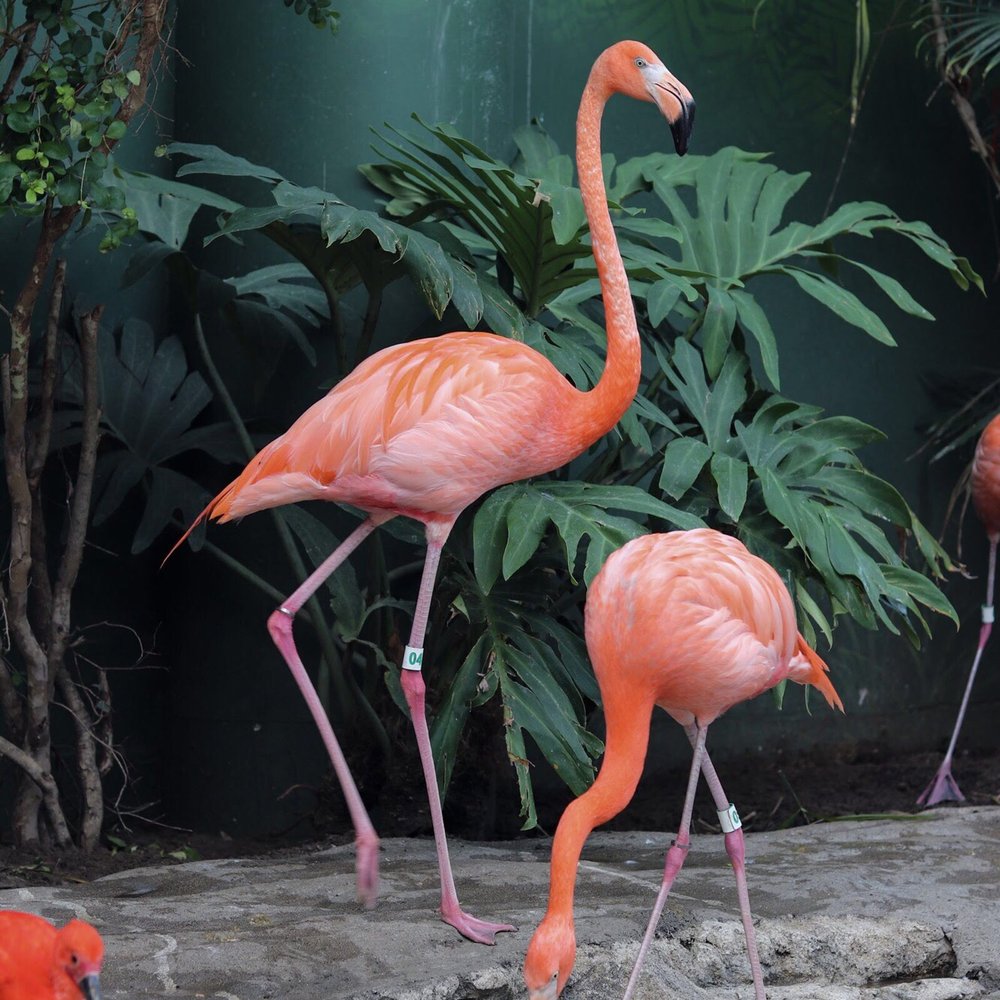 Texas State Aquarium - Flamingos - Aquariums Near Me - Corpus Christi, Texas Texas State Aquarium - Flamingos - Aquariums Near Me - Corpus Christi, Texas